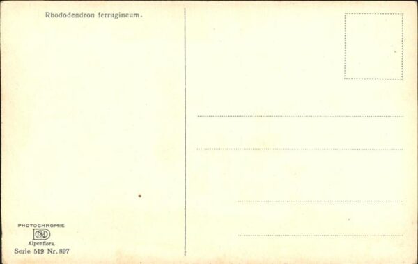 Verlag Photochromie Nr. 897 Serie 519 Rhododendron ferrugineum – Bild 2