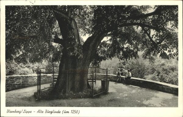 Baeume Trees Blomberg Lippe Alte Burglinde
