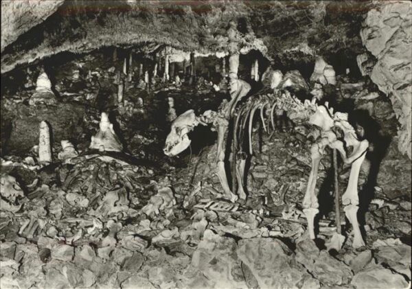 Hoehlen Caves Grottes Rübeland Baumannshöhle Bärenfriedhof