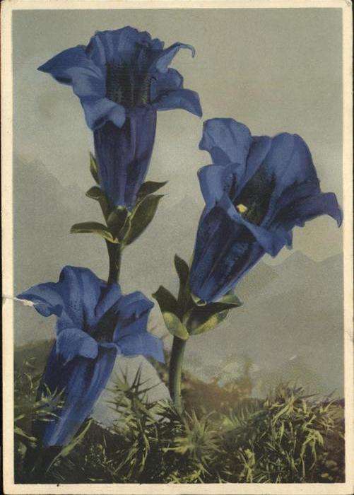 Blumen Enzian Gentiana Acaulis