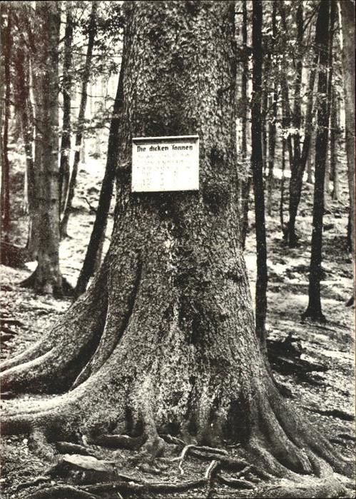 Baeume Trees Die Dicken Tannen Waldgeiß Hochharz