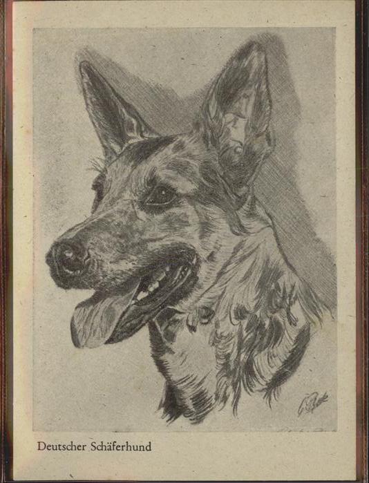 Peyk G Deutscher Schäferhund