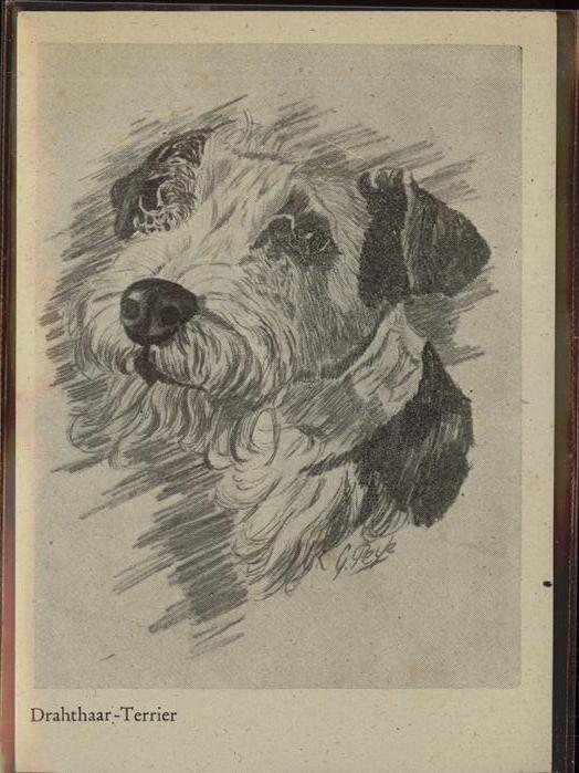 Peyk G Drahthaar-Terrier