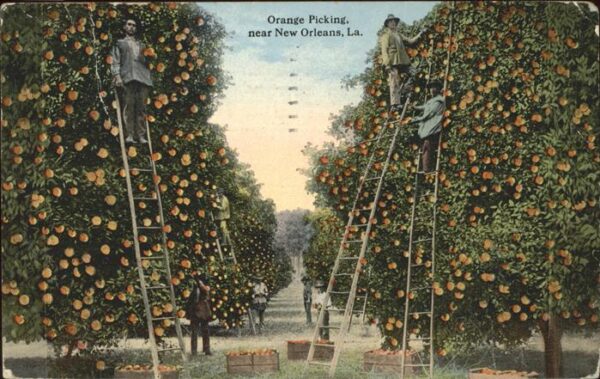 Ernte Landwirtschaft Orange Picking New Orleans