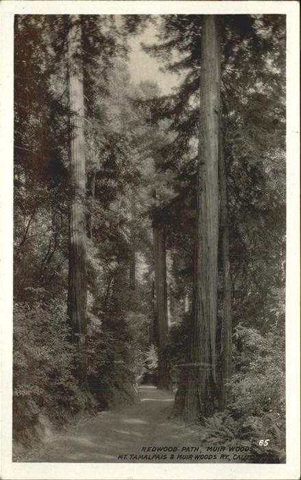 Baeume Trees Redwood Path Muir Woods California
