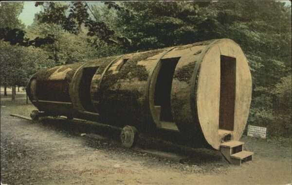 Baeume Trees Giant Log Palmer Park Detroit