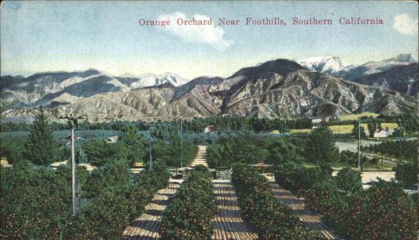 Baeume Trees Orange Orchard Foothills Southern Calif
