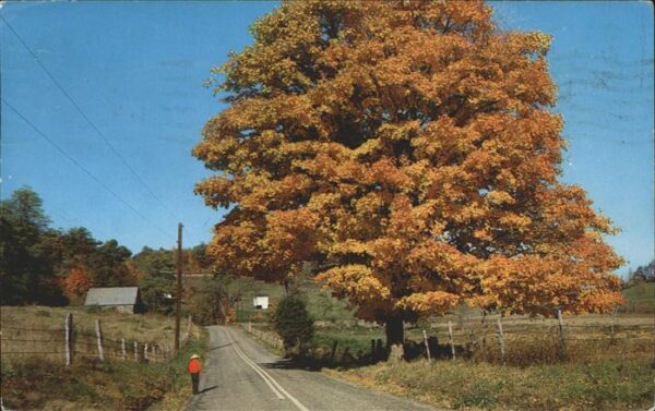 Baeume Trees New Jersey-Pennsylvania autumn