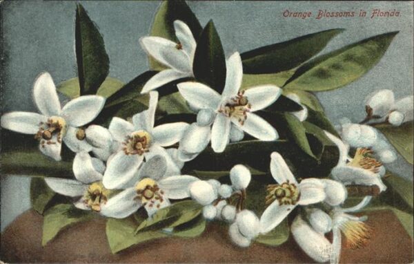 Blumen Orange Blossoms Florida
