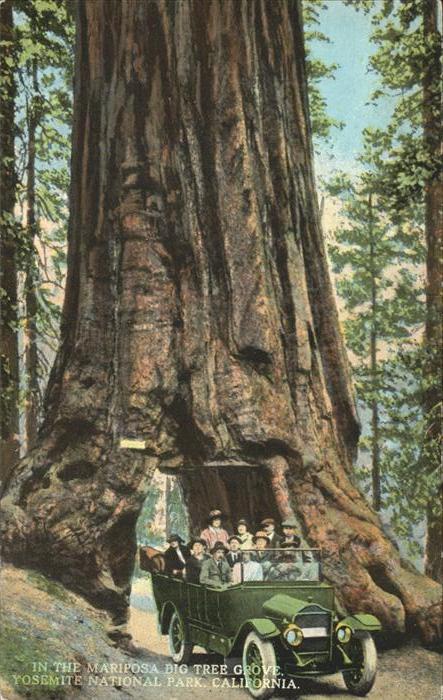 Baeume Trees Mariposa Yosemite National Park Califor