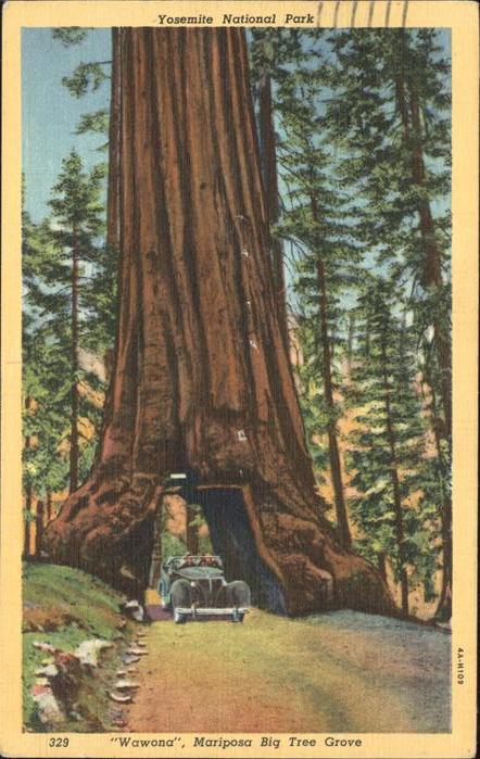 Baeume Trees Wawona Mariposa Yosemite National Park