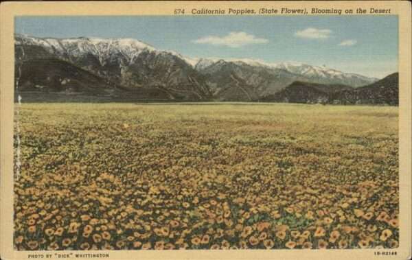 Blumen California Poppies State Flower