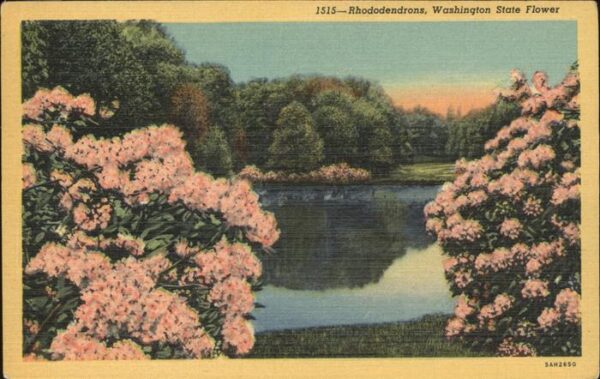 Blumen Rhododendrons Washington State Flower