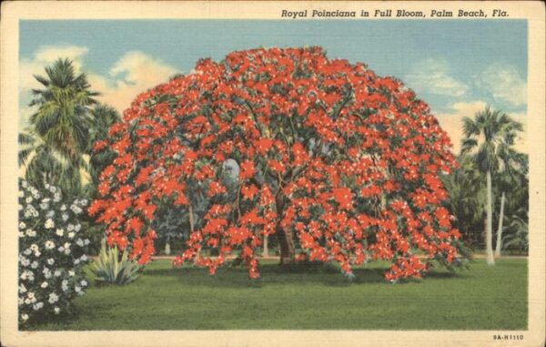 Baeume Trees Royal Poinciana Full Bloom Palm Beach