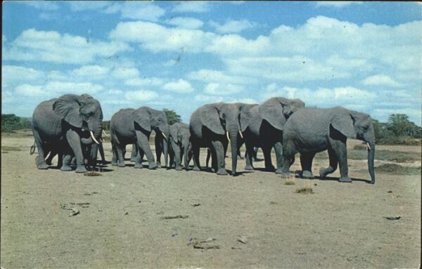 Elefant Tanzania