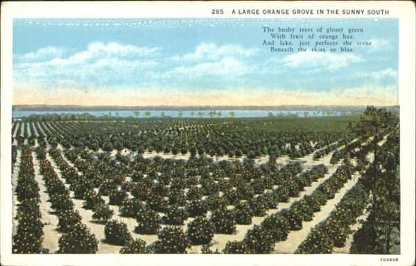 Pflanzen Orange Grove bushy trees Amerika
