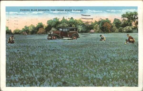 Blumen Blue Bonnets Texas Oldtimer