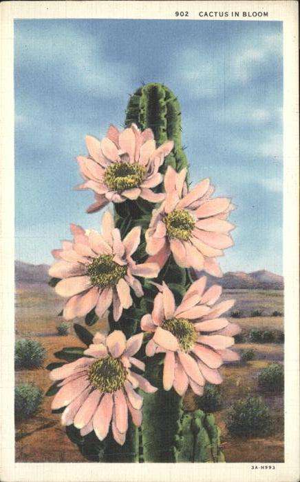 Kakteen Cactus in Bloom