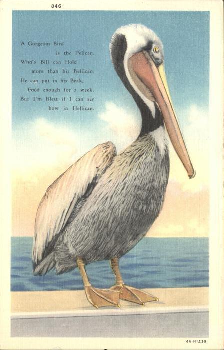 Voegel Pelikan
