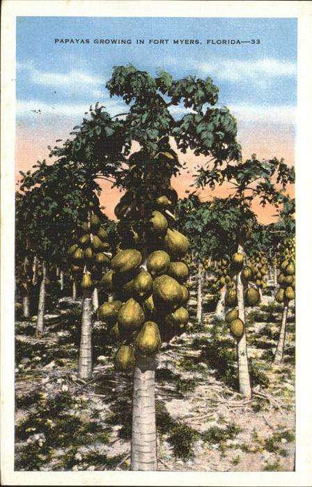 Baeume Trees Papaya Fort Myres Florida