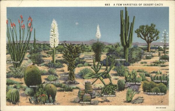Kakteen Desert Cacti Ocatillo Yucca Sahuaro