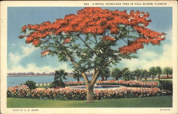 Baeume Trees Royal Poinciana Florida