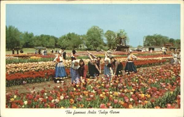 Trachten Holland Nelis Tulip Farm Holland Michigan