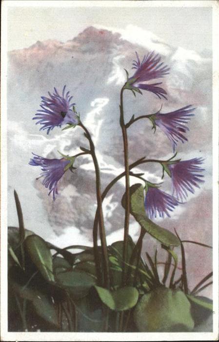 Blumen Alpenglöckchen Soldanella alpina
