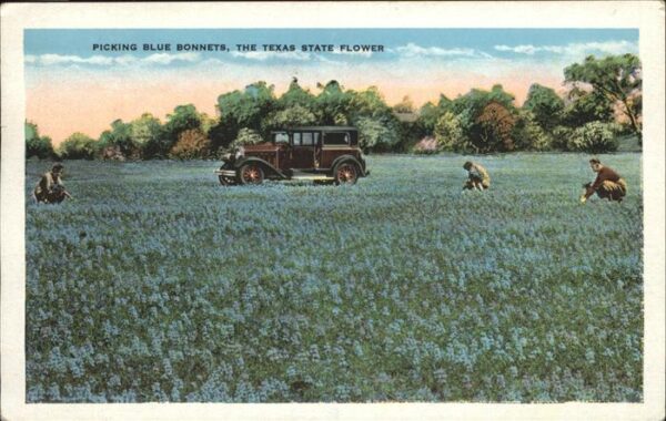 Blumen Blue Bonnets Texas Oldtimer