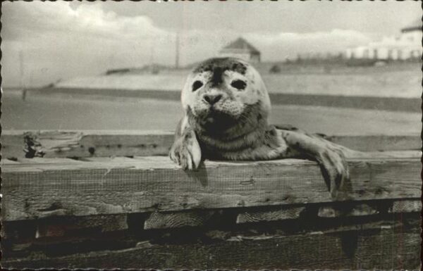 Seehunde Robben Norderney
