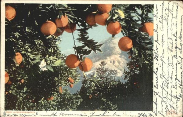 Obst Orangen Kalifornien