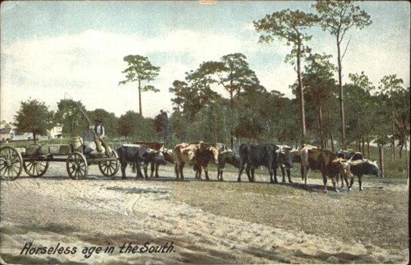 Kuehe Landwirtschaft Gespann Utica N.Y.