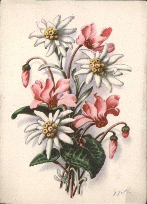 Edelweiss Alpenveilchen Helff und Stein Verlag Nr