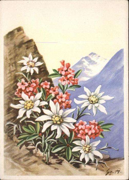 Edelweiss Alpenrose Helff und Stein-Verlag Nr. 52