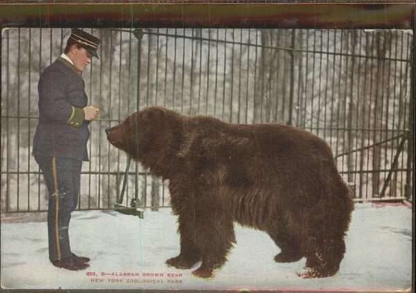 Baeren Alaskan Brown Bear New York Zoo