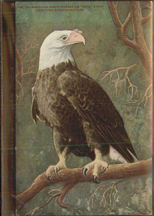 Adler Eagle Aigle Aguila New York Zoo