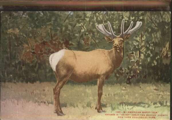Elch Wapiti New York Zoological Park