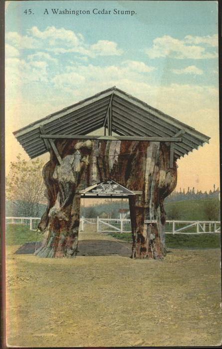 Baeume Trees Cedat Stump Washington