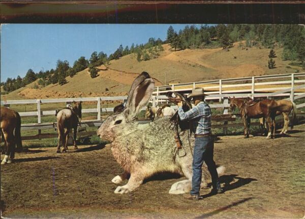 Hasen Big Jack Ranch Pferde