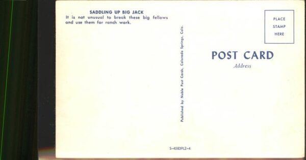 Hasen Big Jack Ranch Pferde – Bild 2
