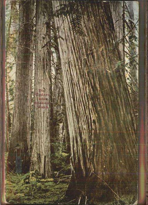 Baeume Trees Big Cedars Spokane Washington