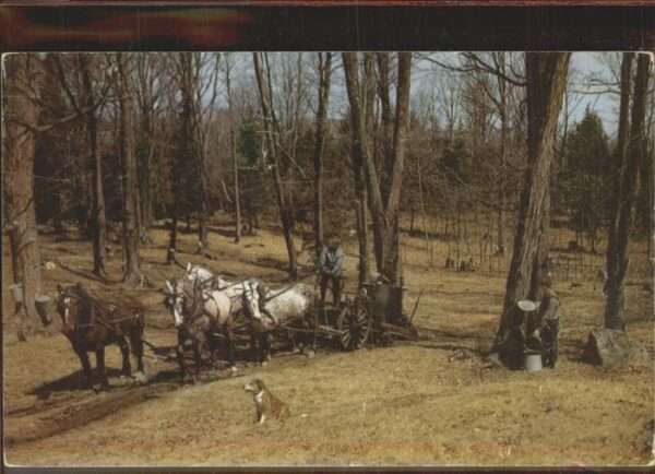 Pferdekutschen Run Vermont Sugar Orchard Late Spring