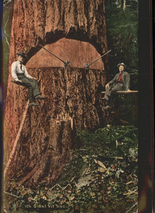 Baeume Trees Giant Fir Tree Vancouver