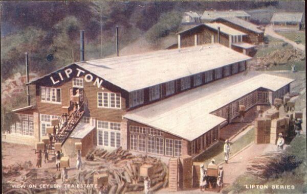 Lebensmittel Tea Lipton Ceylon Werbung