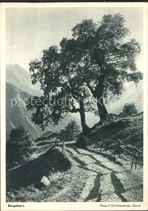 Baeume Trees Bergahorn