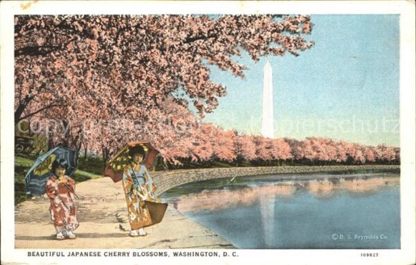 Washington DC Japanese Cherry Blossoms Potomac Parc