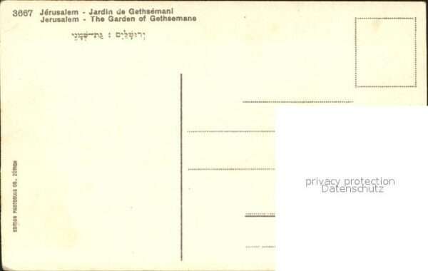 Jerusalem Yerushalayim Garden of Gethsemane – Bild 2