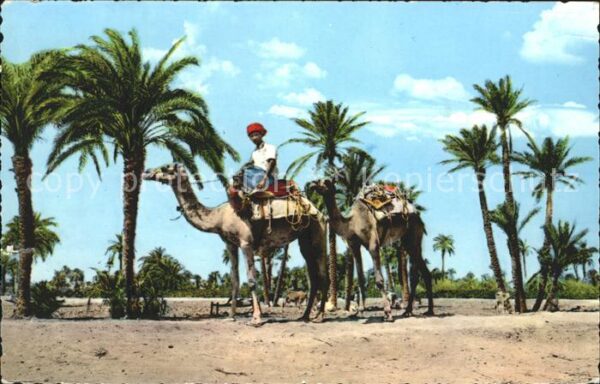 Aden Camels passing through Palm Trees