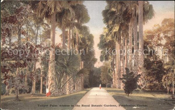 Peradeniya Talipot Palm Avenue Royal Botanic Garde