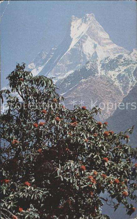 Kathmandu Hotel Shanker Rhododendrons Machapuchar